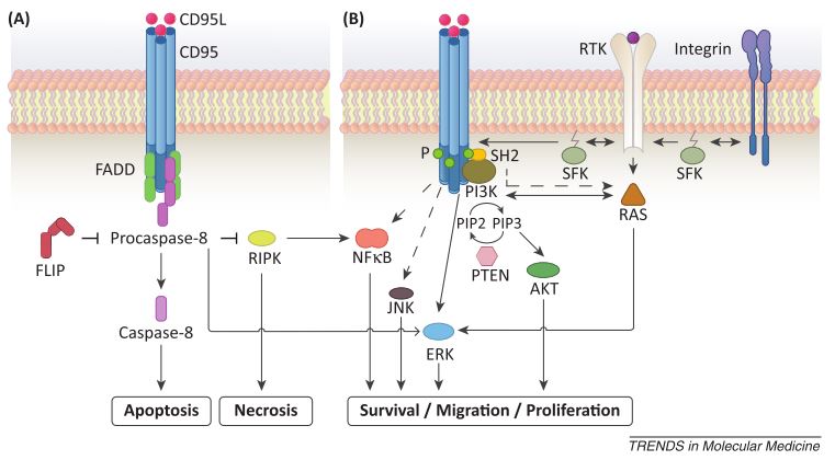 The Double Life of FAS – #GeneOTW | The Su Lab